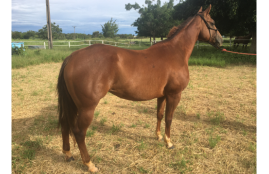 MARSALA LITTLEPISTOL